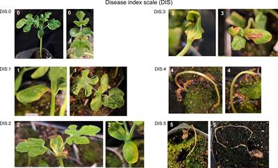 Protocorm-like-body extract of Phalaenopsis aphrodite combats watermelon fruit blotch disease